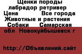 Щенки породы лабрадор ретривер › Цена ­ 8 000 - Все города Животные и растения » Собаки   . Самарская обл.,Новокуйбышевск г.